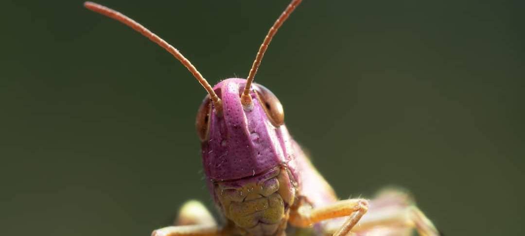 Seltene Heuschreckenart gesichtet