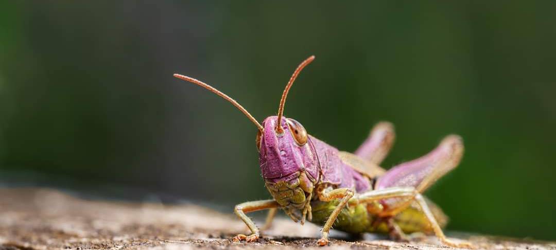 Seltene Heuschreckenart gesichtet