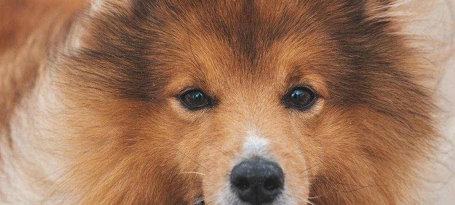 LÜDINGHAUSEN: Hundebestandsaufnahme