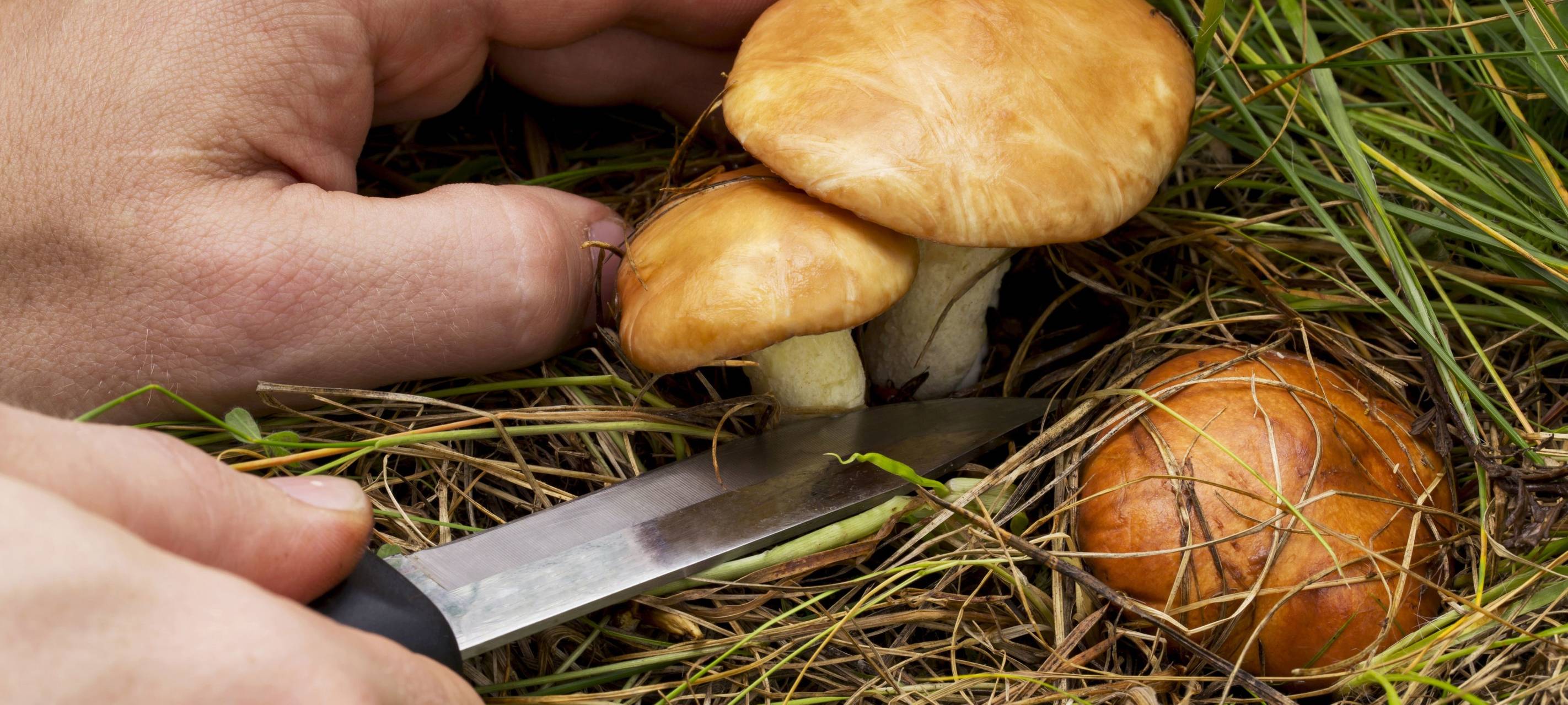 KREIS: Tipps zur Pilzsaison