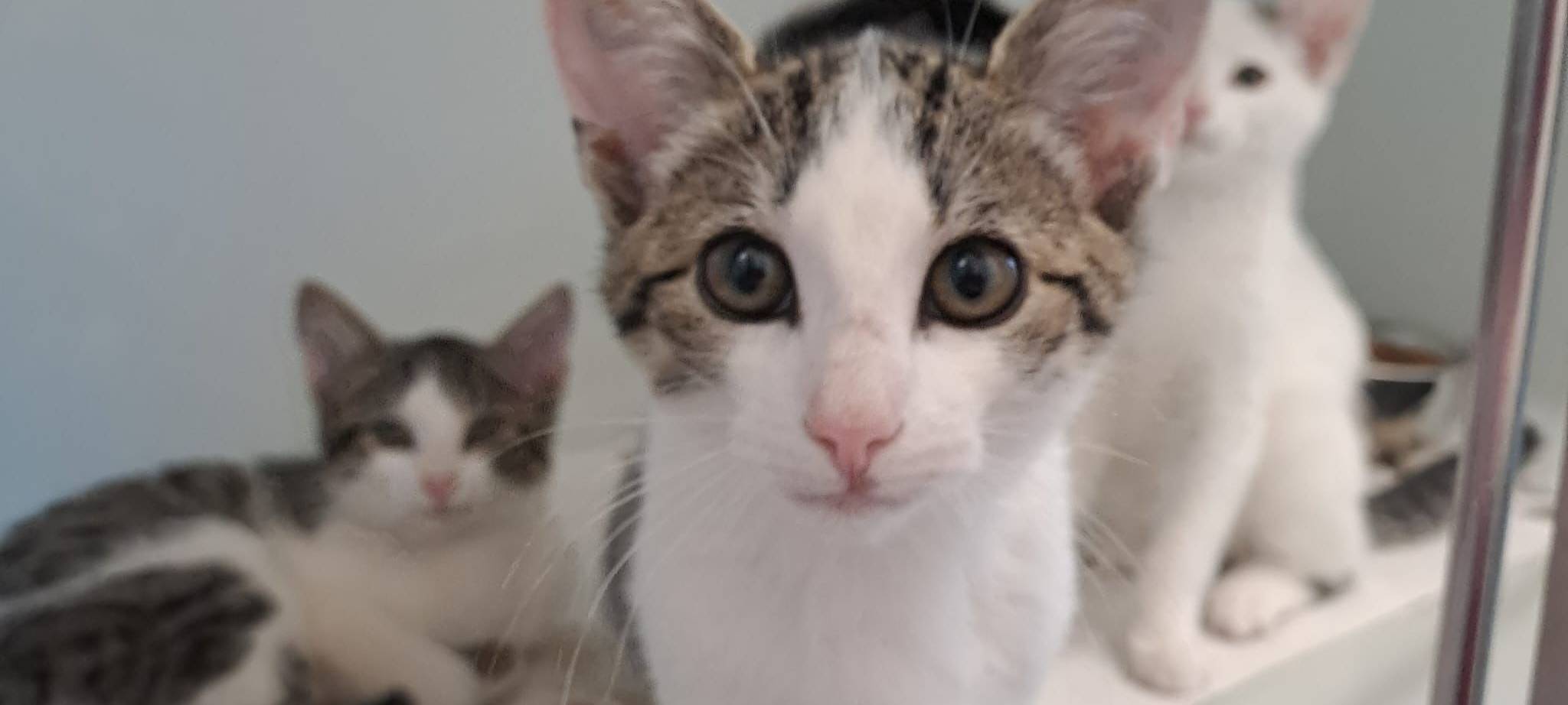 LÜDINGHAUSEN: Tierfreunde sammeln Spenden