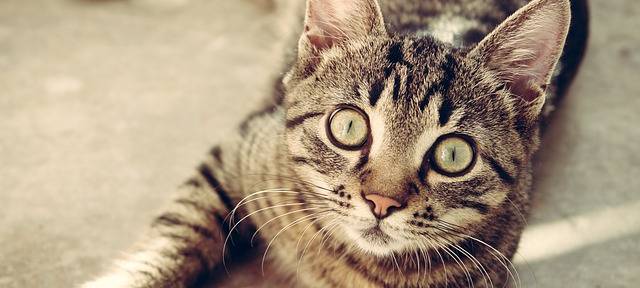 Kastrationspflicht für Katzen