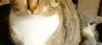 Katze in Lüdinghausen vermisst.