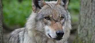Wolfsriss im Münsterland