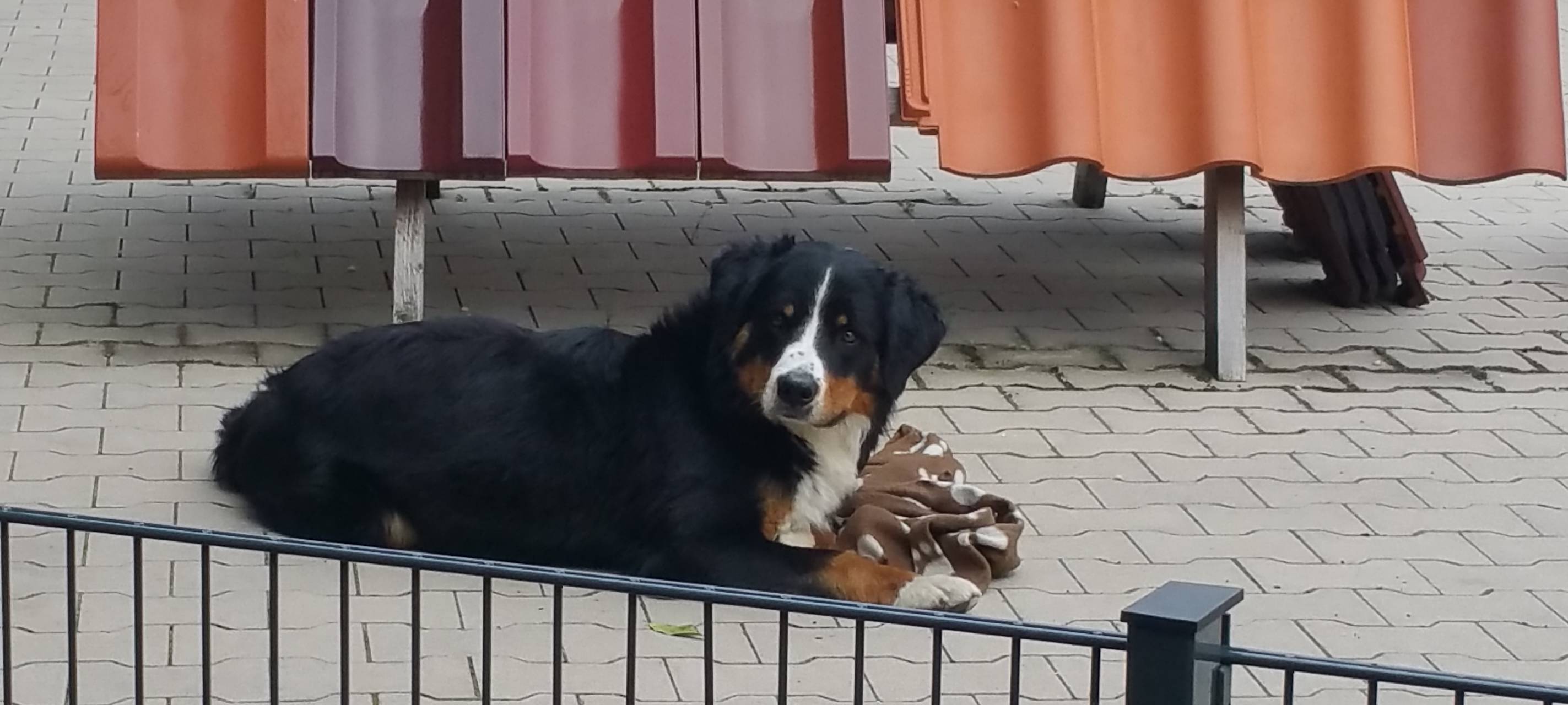 Hund in Ascheberg entlaufen.
