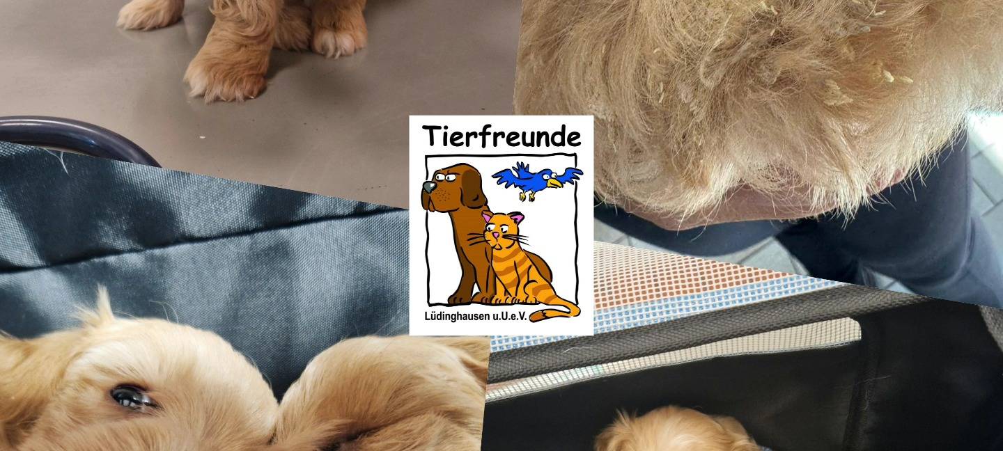 ASCHEBERG: Welpen an der A 1 ausgesetzt