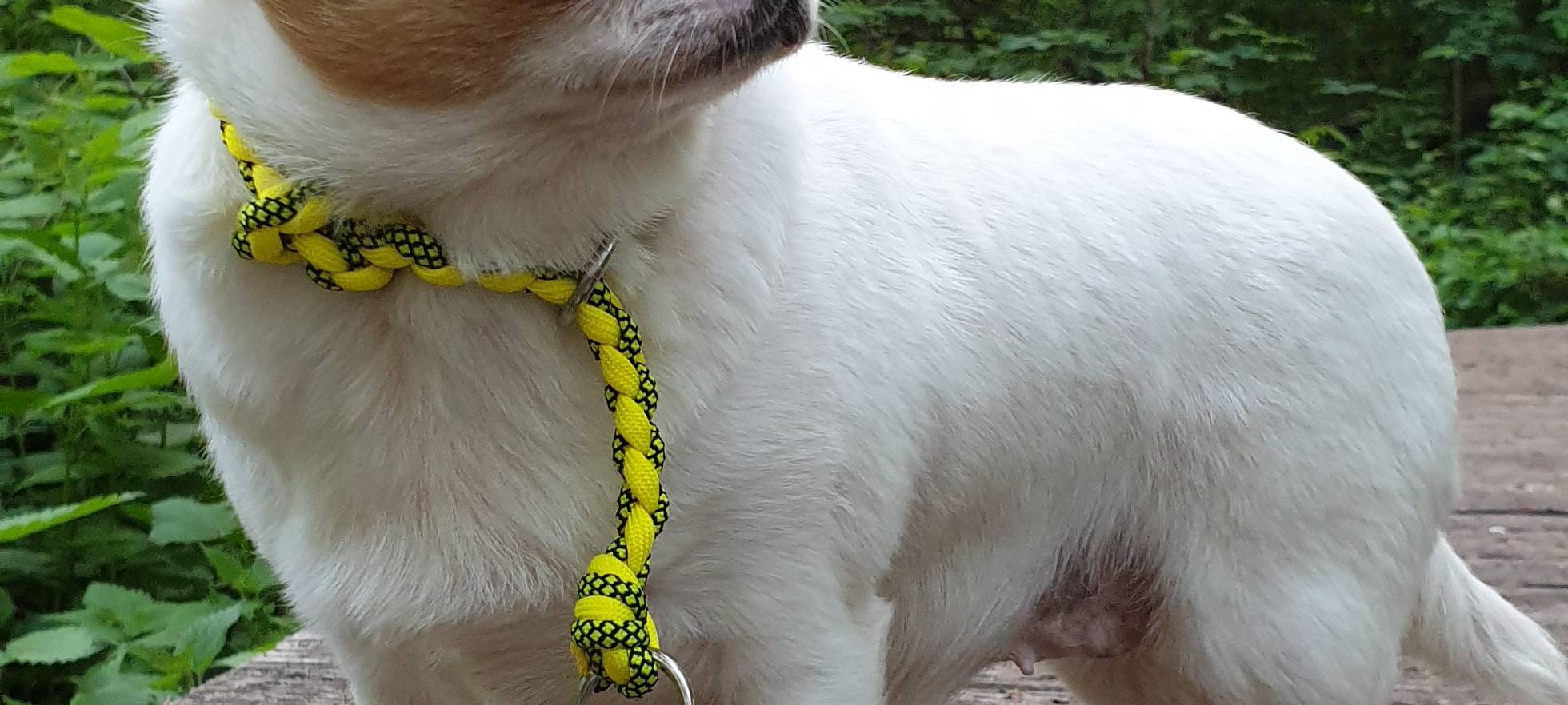 Hund in Nordkirchen vermisst.