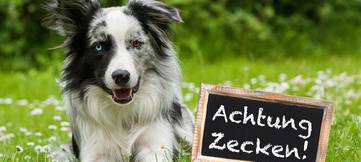 Zeckenprophylaxe bei Hunden