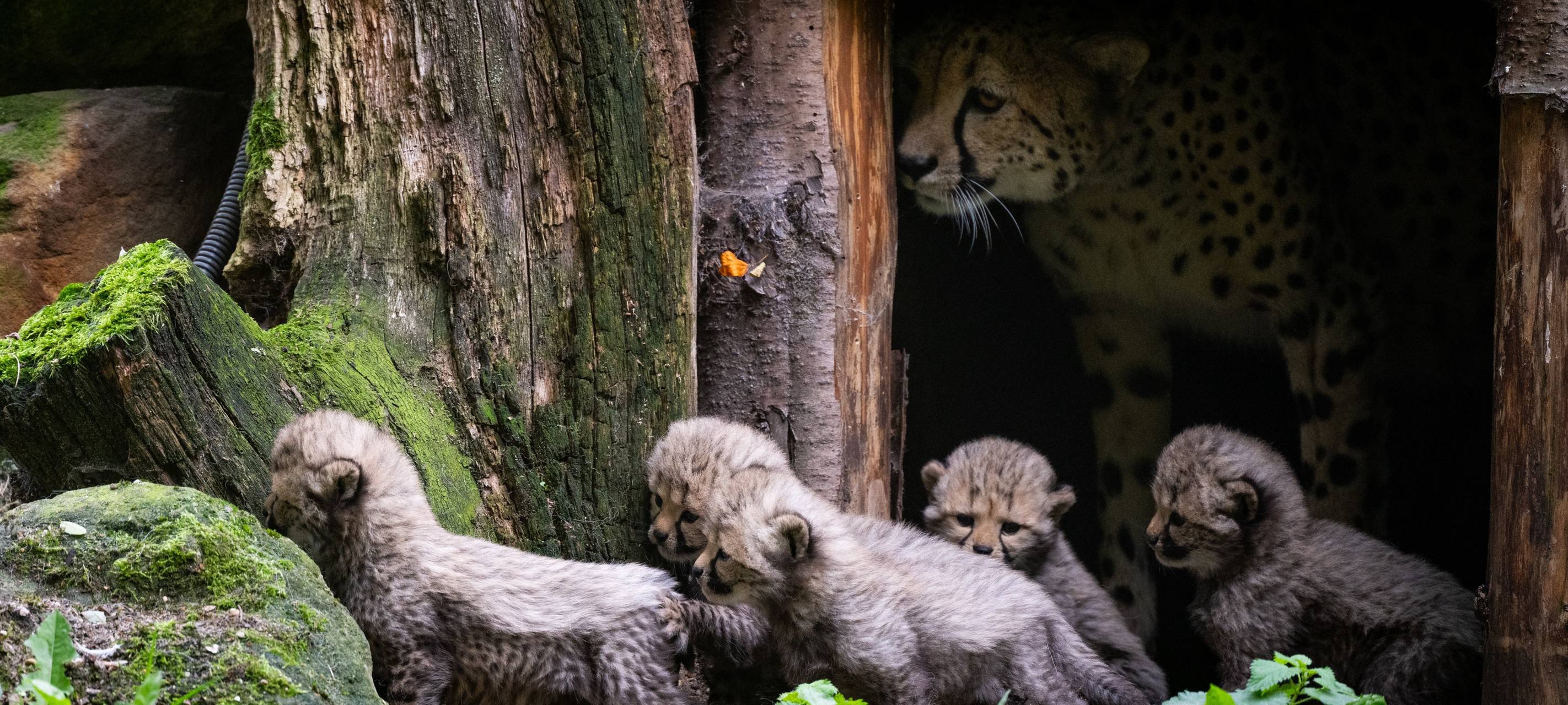 MÜNSTER: Geparden-Nachwuchs im Zoo
