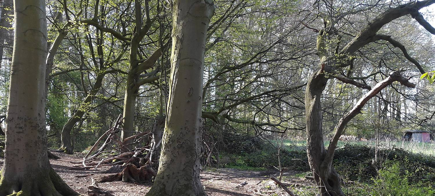 DARUP: Wildnisgebiet entwickelt sich