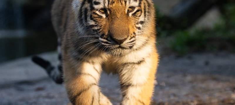 MÜNSTER: Namen für Tigerbabies