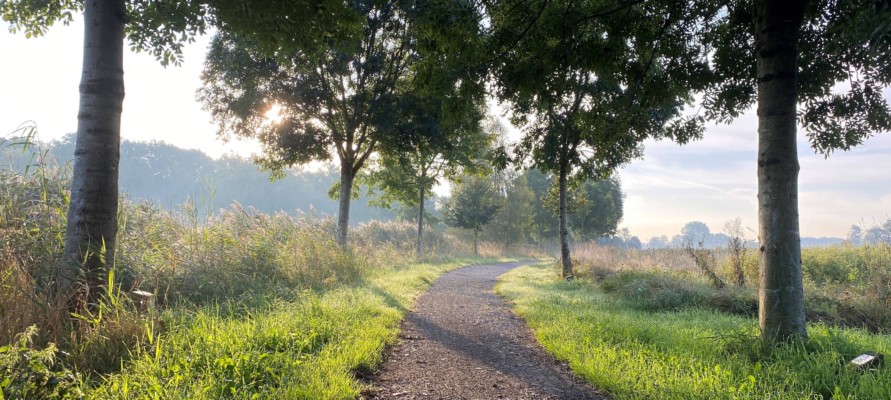 DÜLMEN: Hochzeitsbaum-Allee gesucht