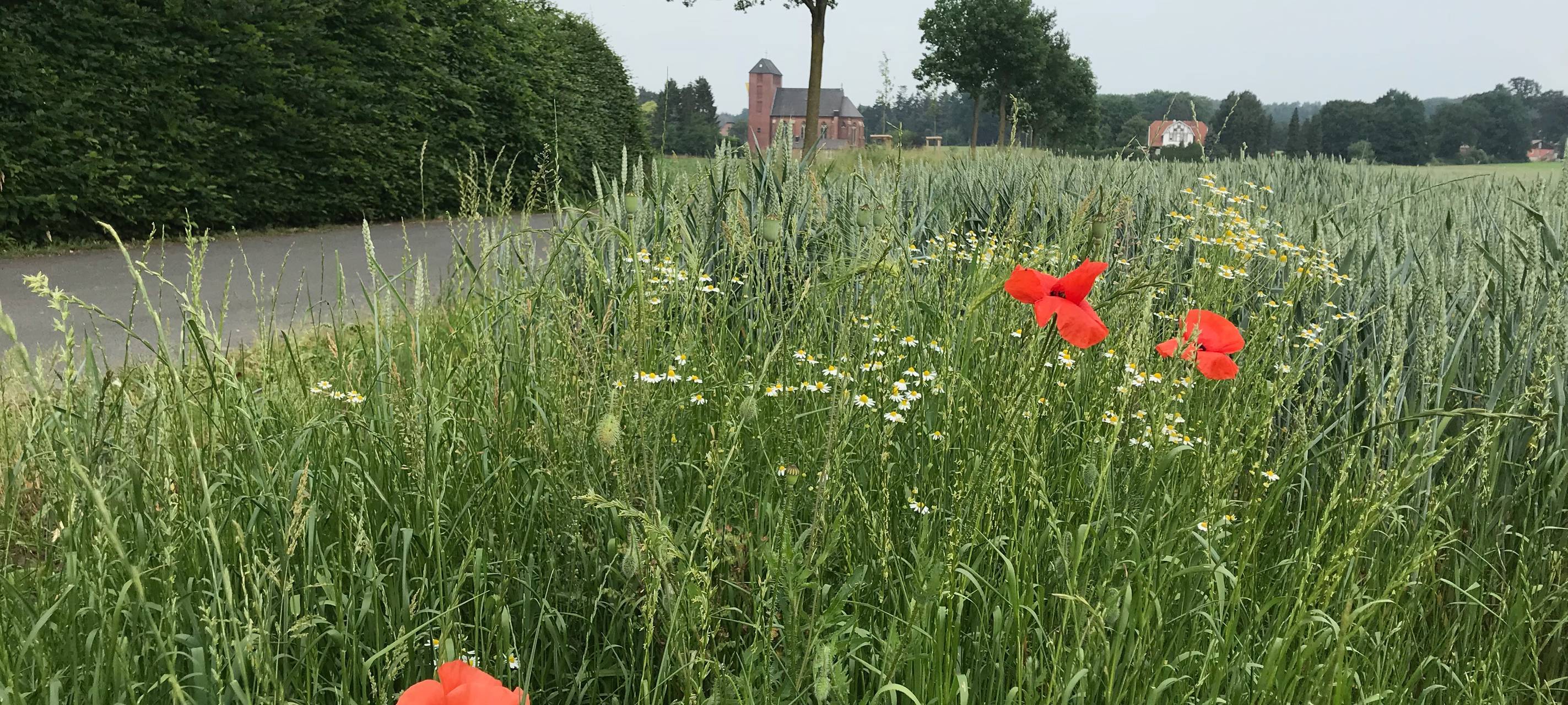 Schöne Bilder über Stevede gesucht