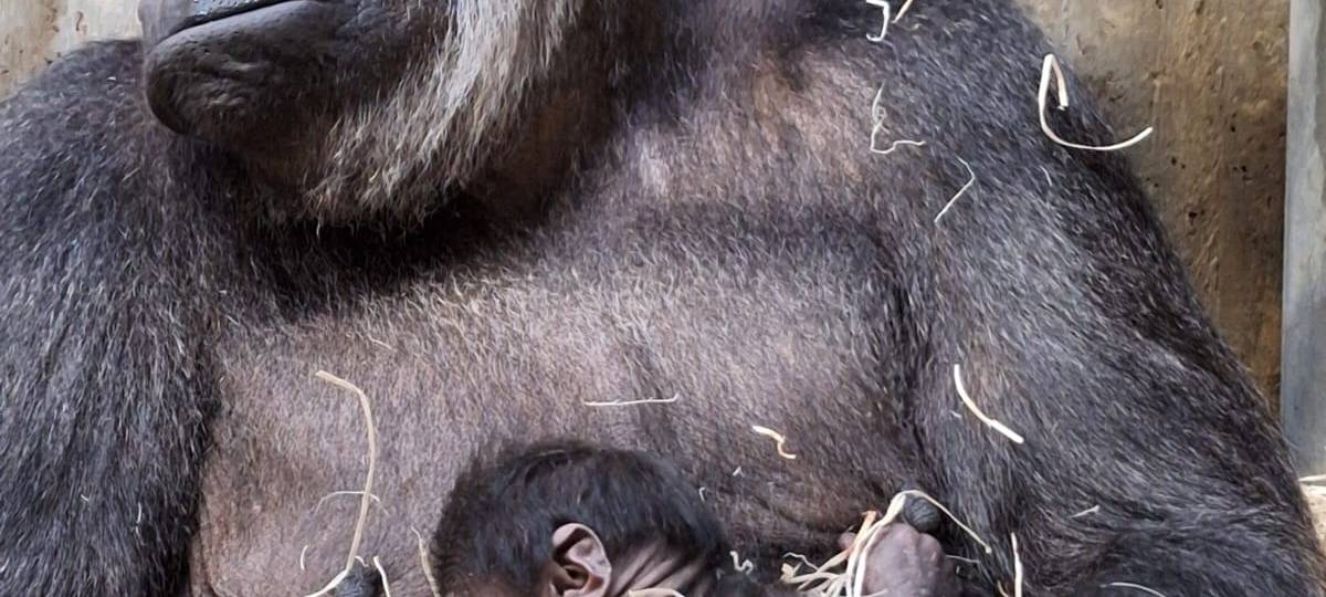 MÜNSTER: Gorilla-Nachwuchs