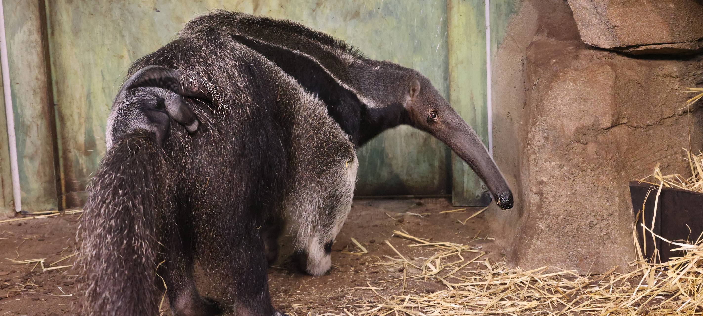 MÜNSTER: Ameisenbär-Baby geboren