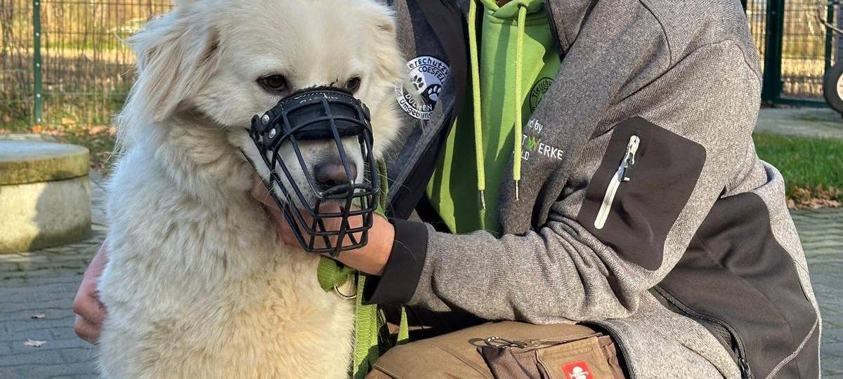 KREIS: Tierheime am Limit