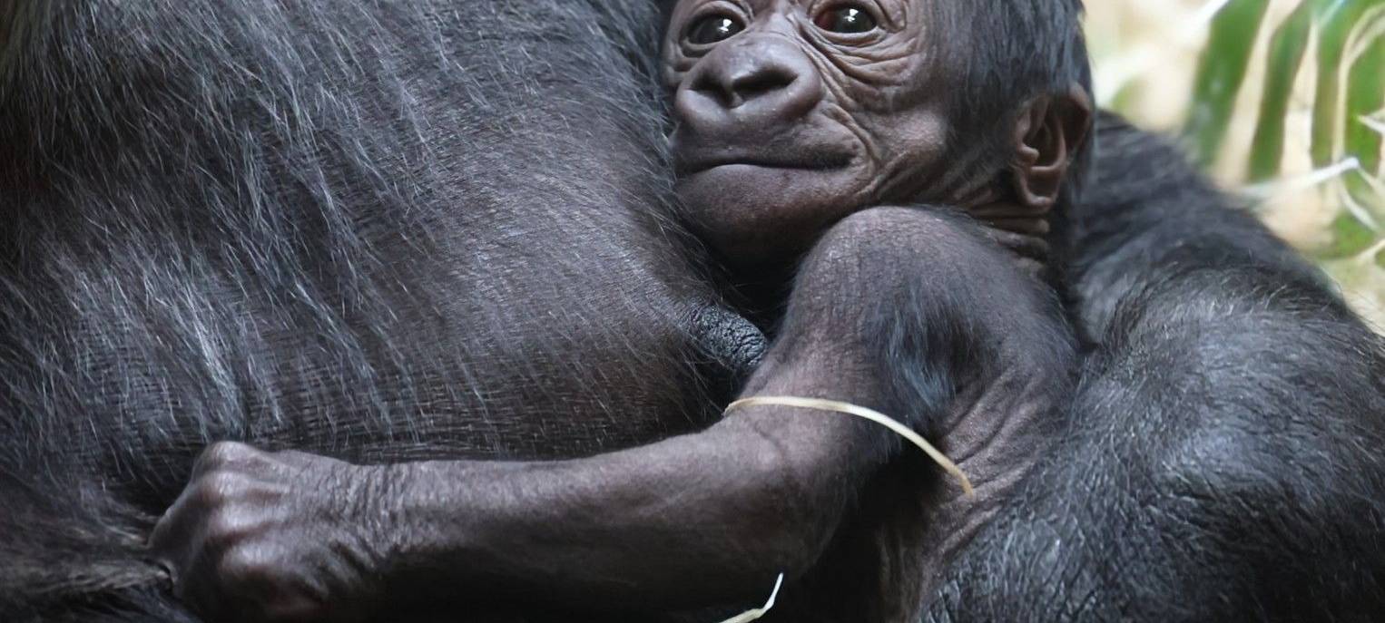 MÜNSTER: Abstimmung über Gorilla-Namen