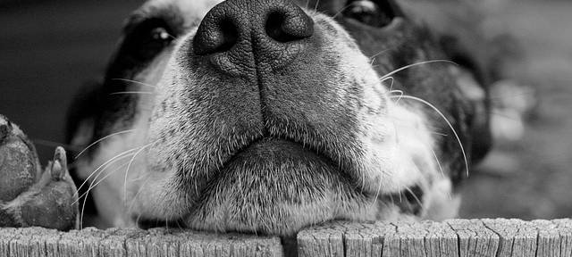 Eingesperrte Hundewelpen befreit