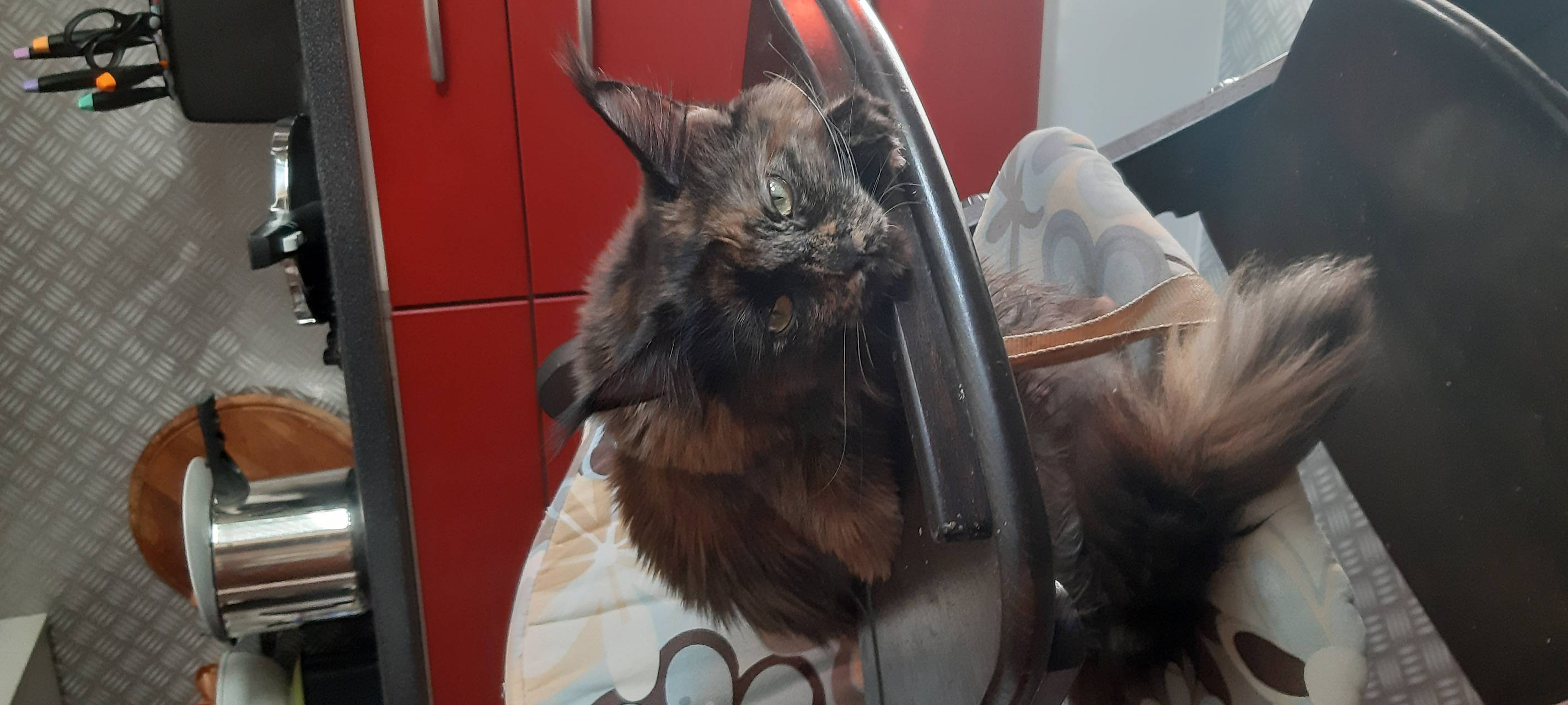 Katze in Olfen vermisst.