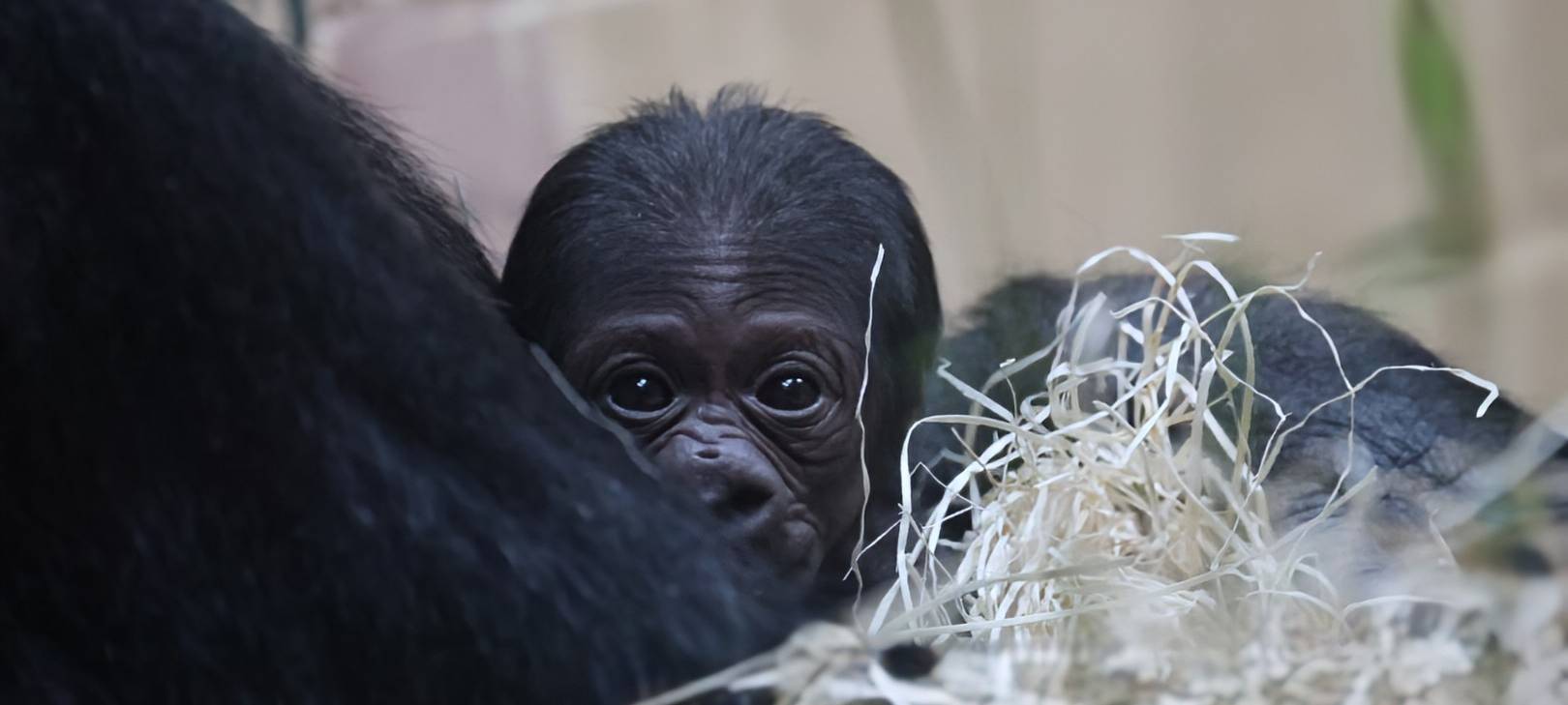 MÜNSTER: Name für Gorilla-Mädchen