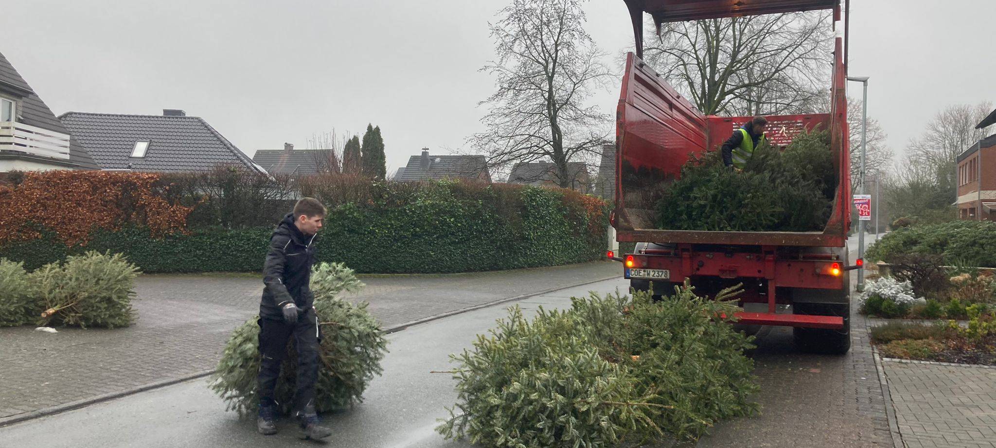 Weihnachtsbäume werden eingesammelt