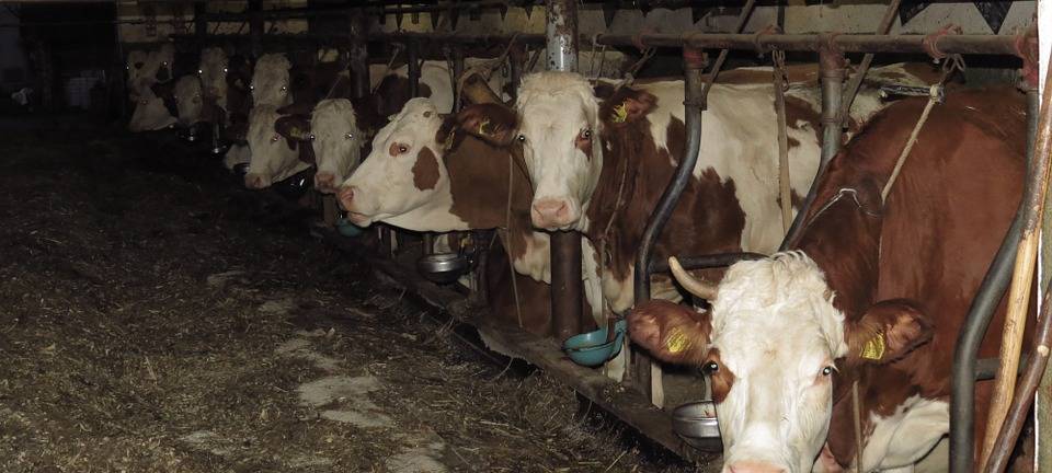KREIS: Sorgen wegen Maul- und Klauenseuche