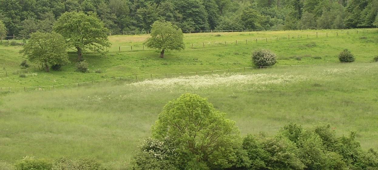 KREIS: Heckenprogramm