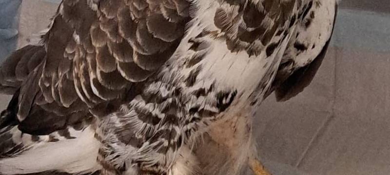 KREIS: Naturschutzbehörde erstattet Anzeige