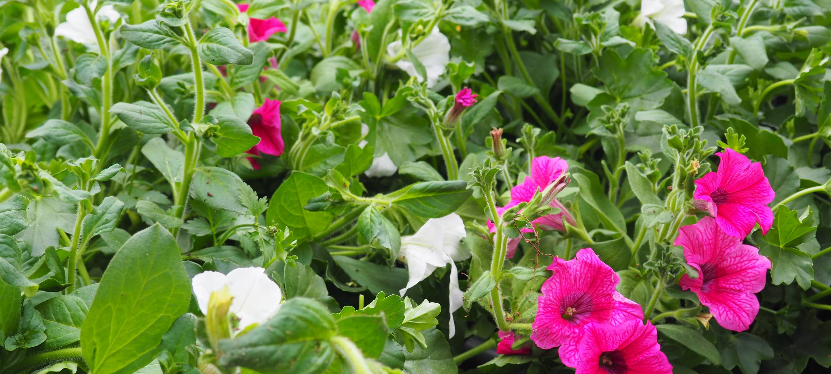 KREIS: Frühling weckt Gartenlust