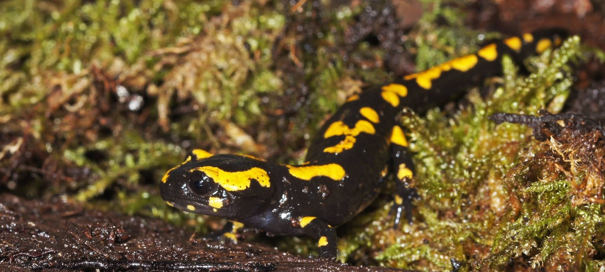 MÜNSTER: Schutzzentrum für Feuersalamander