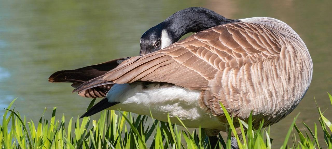 SENDEN: Armbrust-Attacke auf Gans