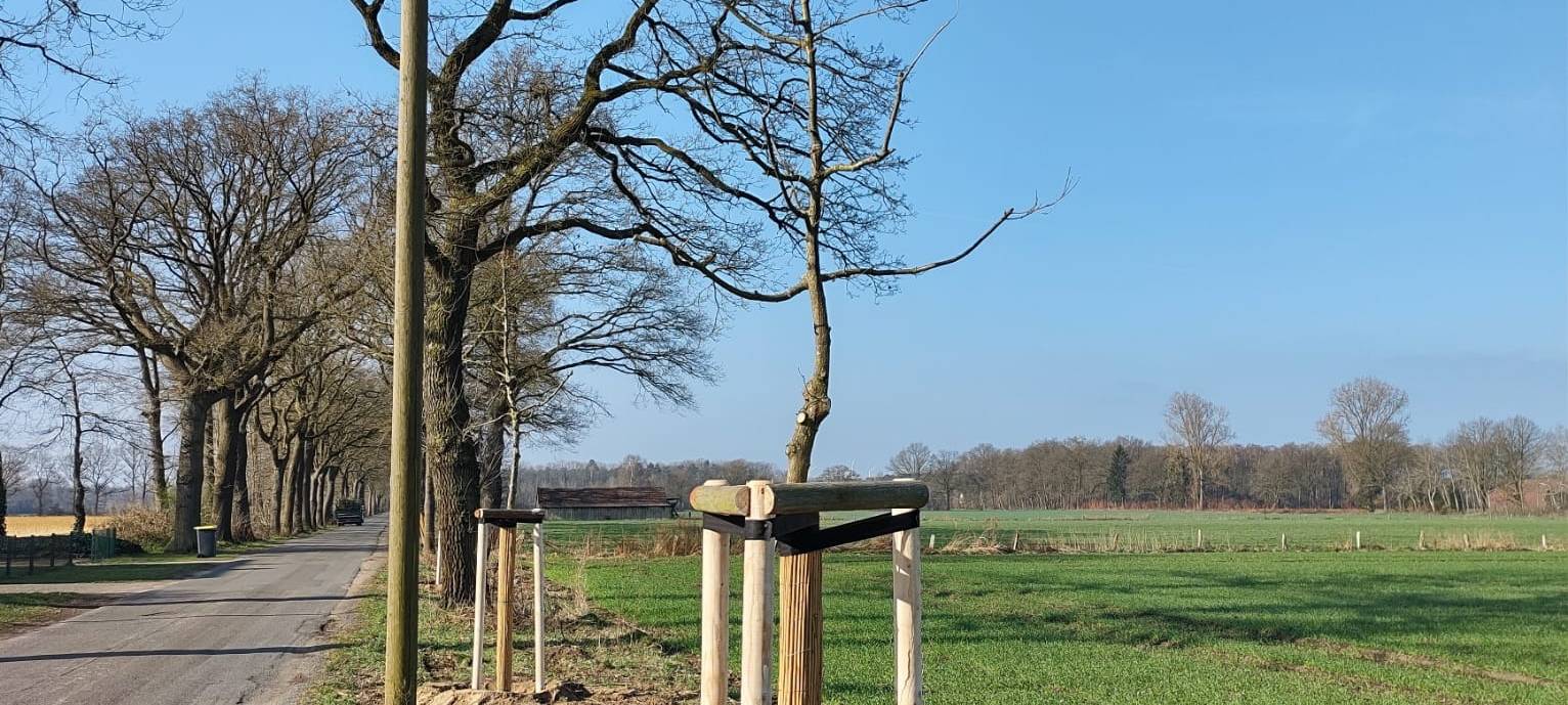 DÜLMEN: Zusätzliche Bäume