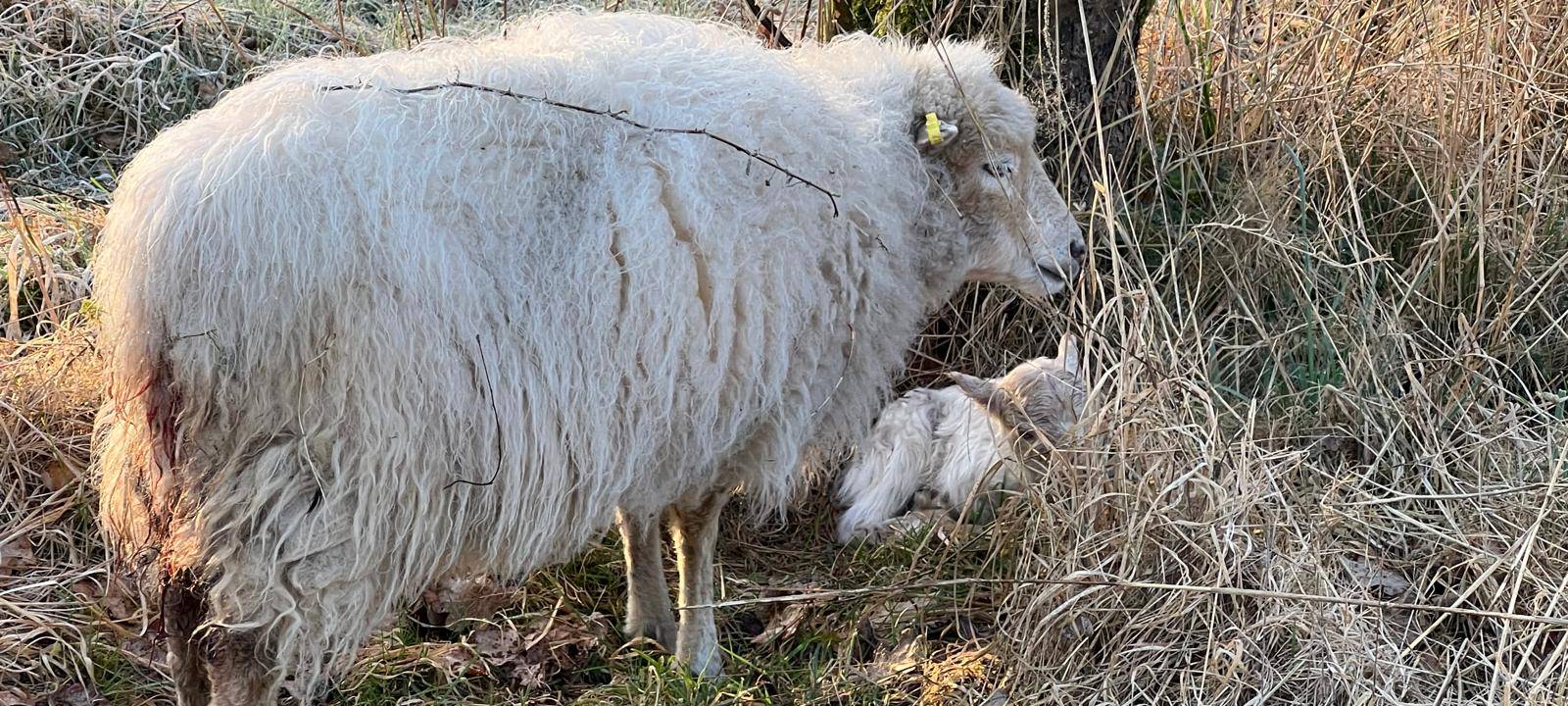 Frische Lämmer in der "Mäh-AG"