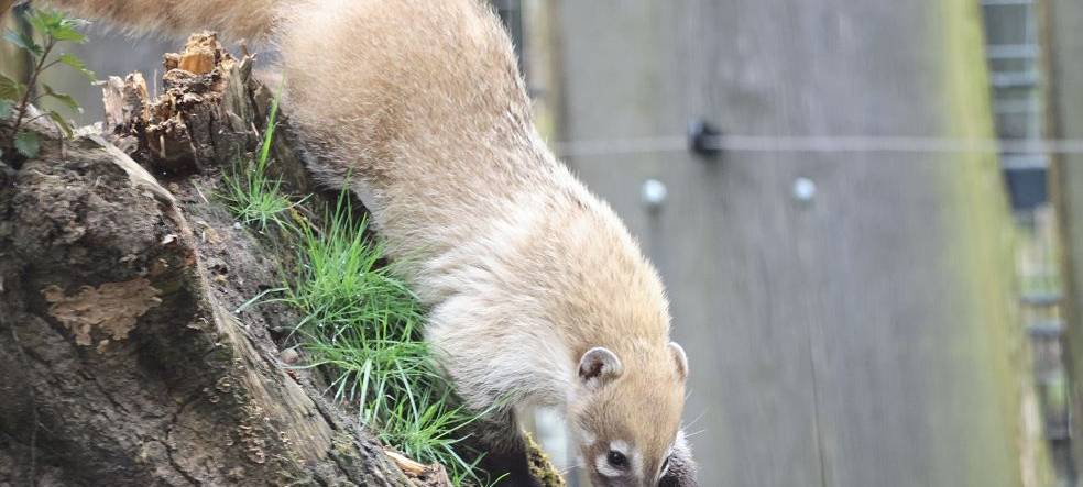 MÜNSTER: Neuzugang im Zoo