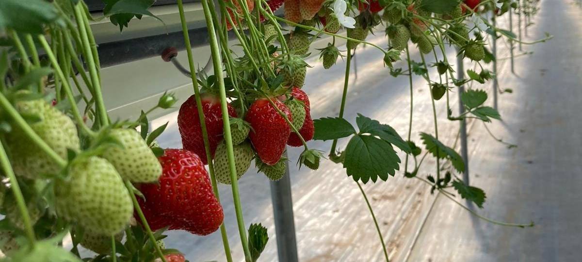 KREIS: Erdbeeren sind gefragt
