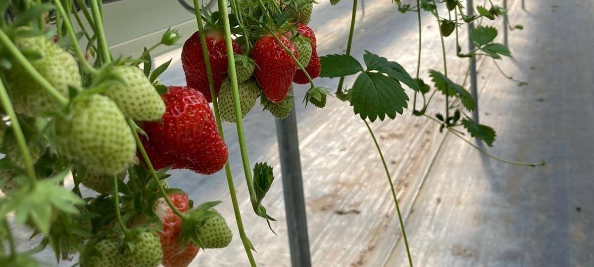KREIS: Obstbauern in der Krise
