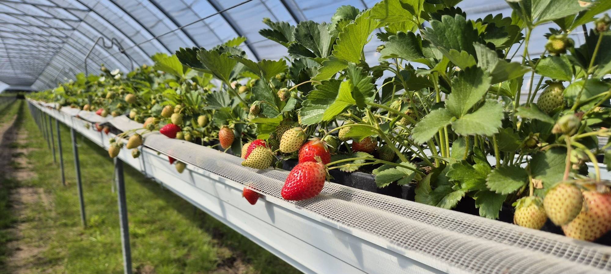 KREIS: Erdbeersaison startet