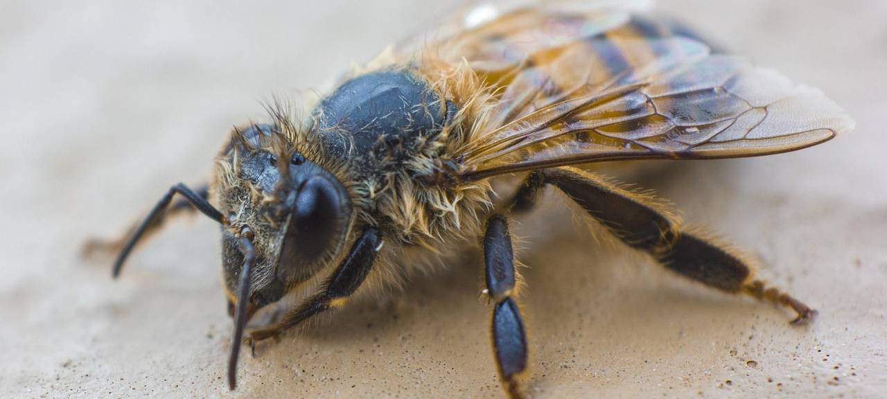 DAVENSBERG: Hunderte tote Honigbienen