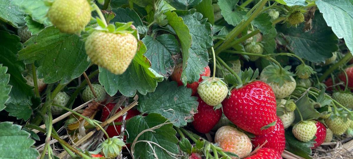 KREIS: Erdbeeren zum Selbst pflücken