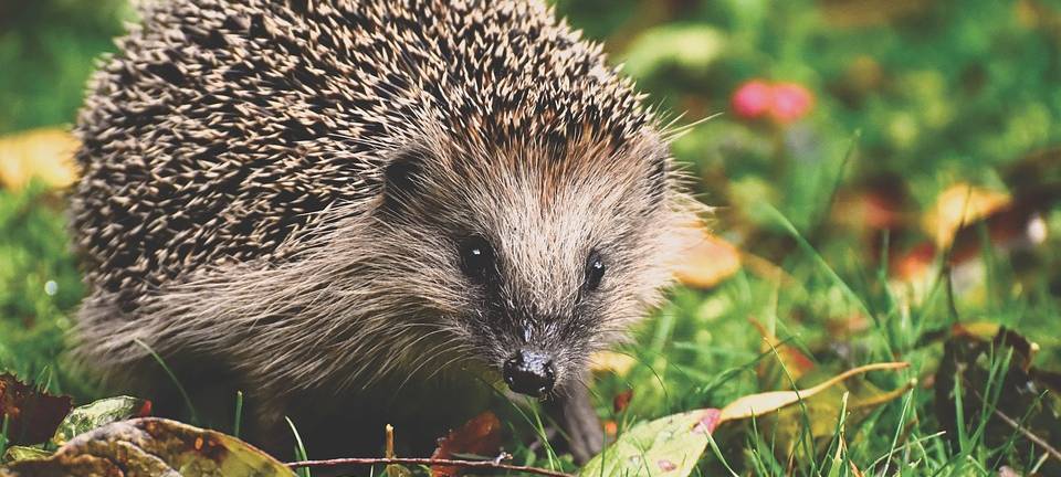 KREIS: Igel erwachen