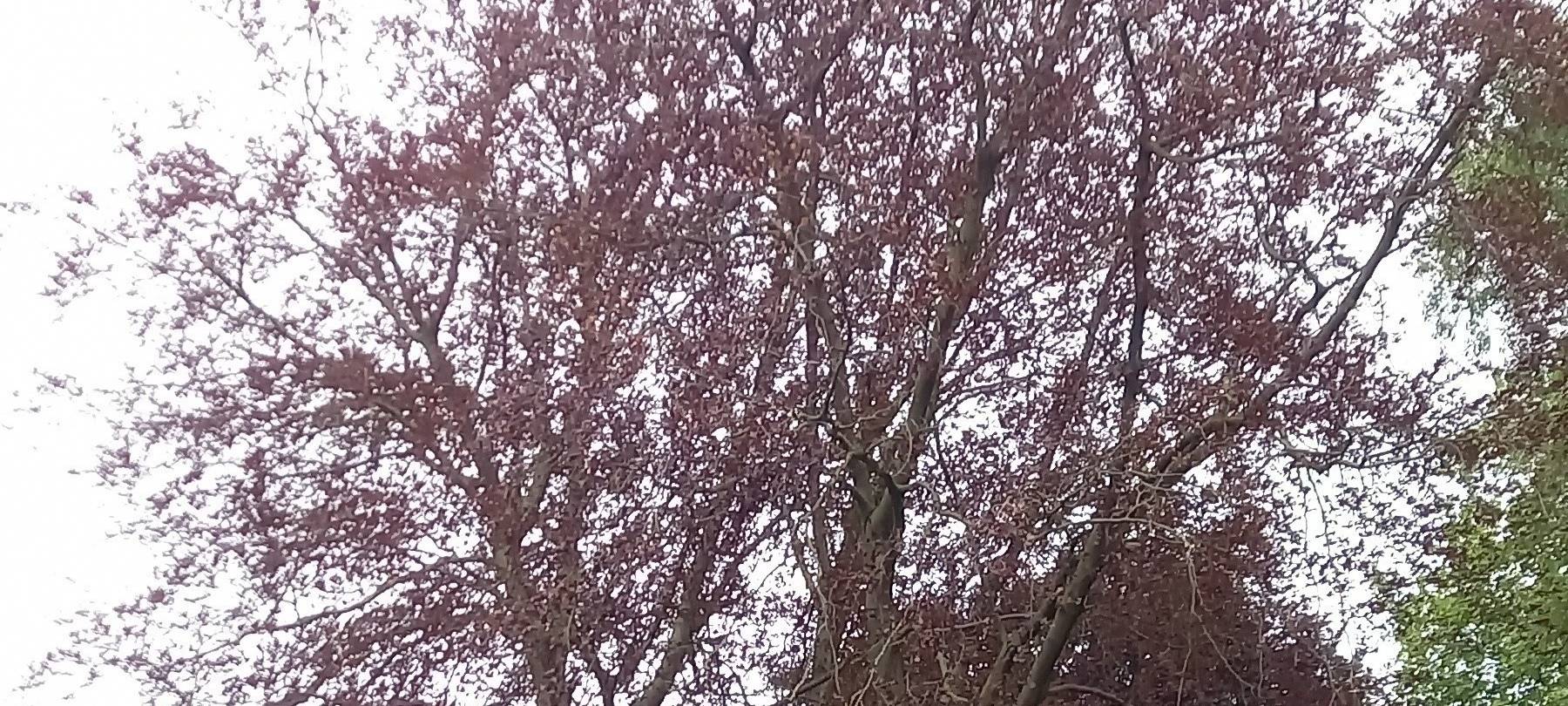 COESFELD: Kranker Baum muss weichen