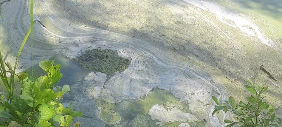 LÜDINGHAUSEN: Grünes Wasser im Klutensee
