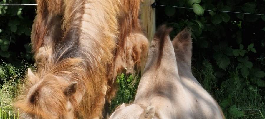 OLFEN: Neuer Wildtierpark öffnet erstmals