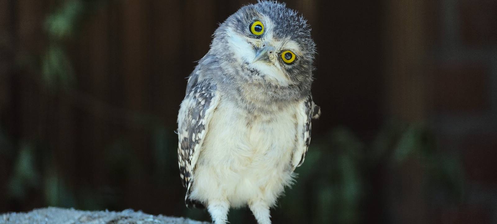 OLFEN: Neuer Wildtierpark öffnet erstmals