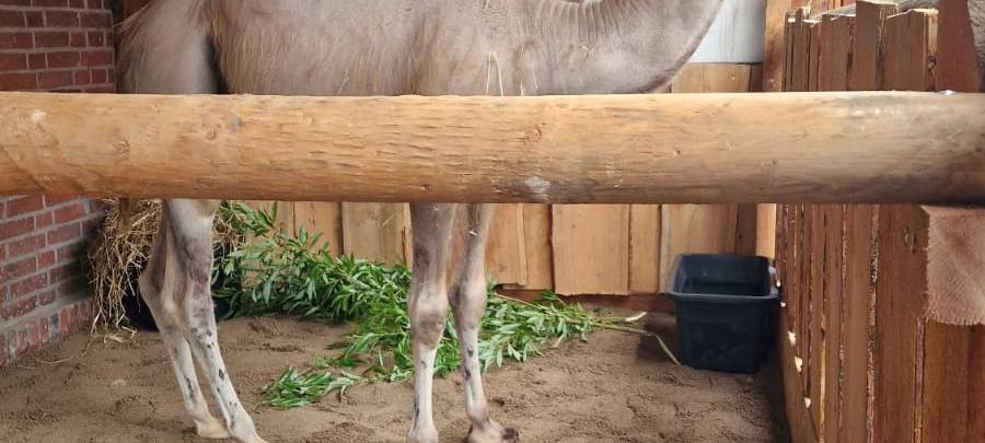 OLFEN: Neuer Wildtierpark öffnet erstmals