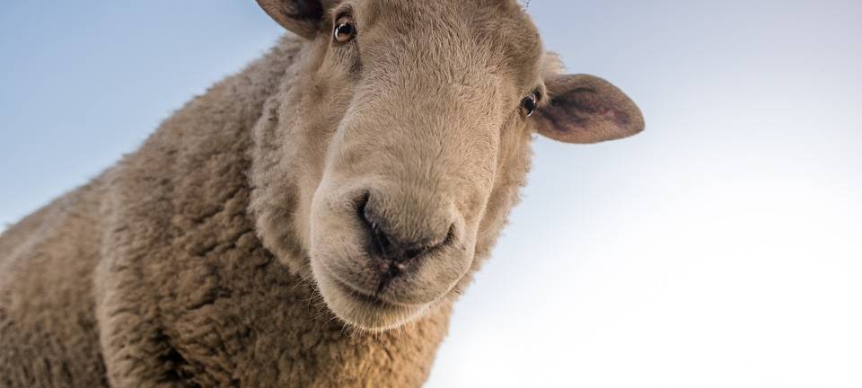 OSTERWICK: Schafe eingefangen