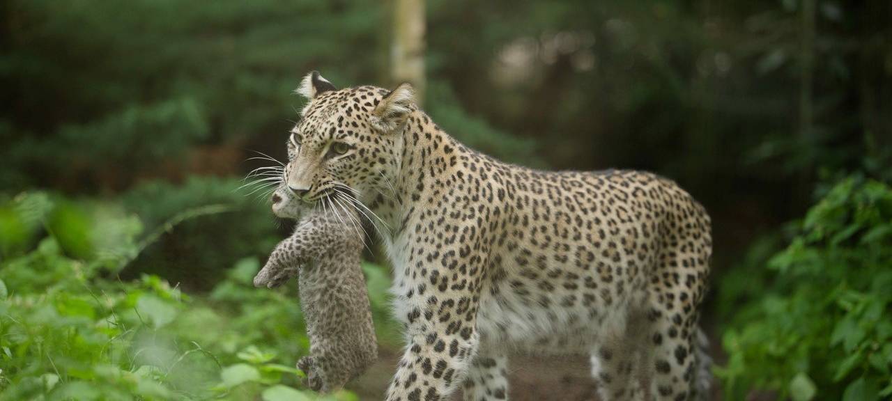 MÜNSTER: Nachwuchs bei Leoparden