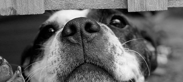 COESFELD: Pläne für Hundewiese