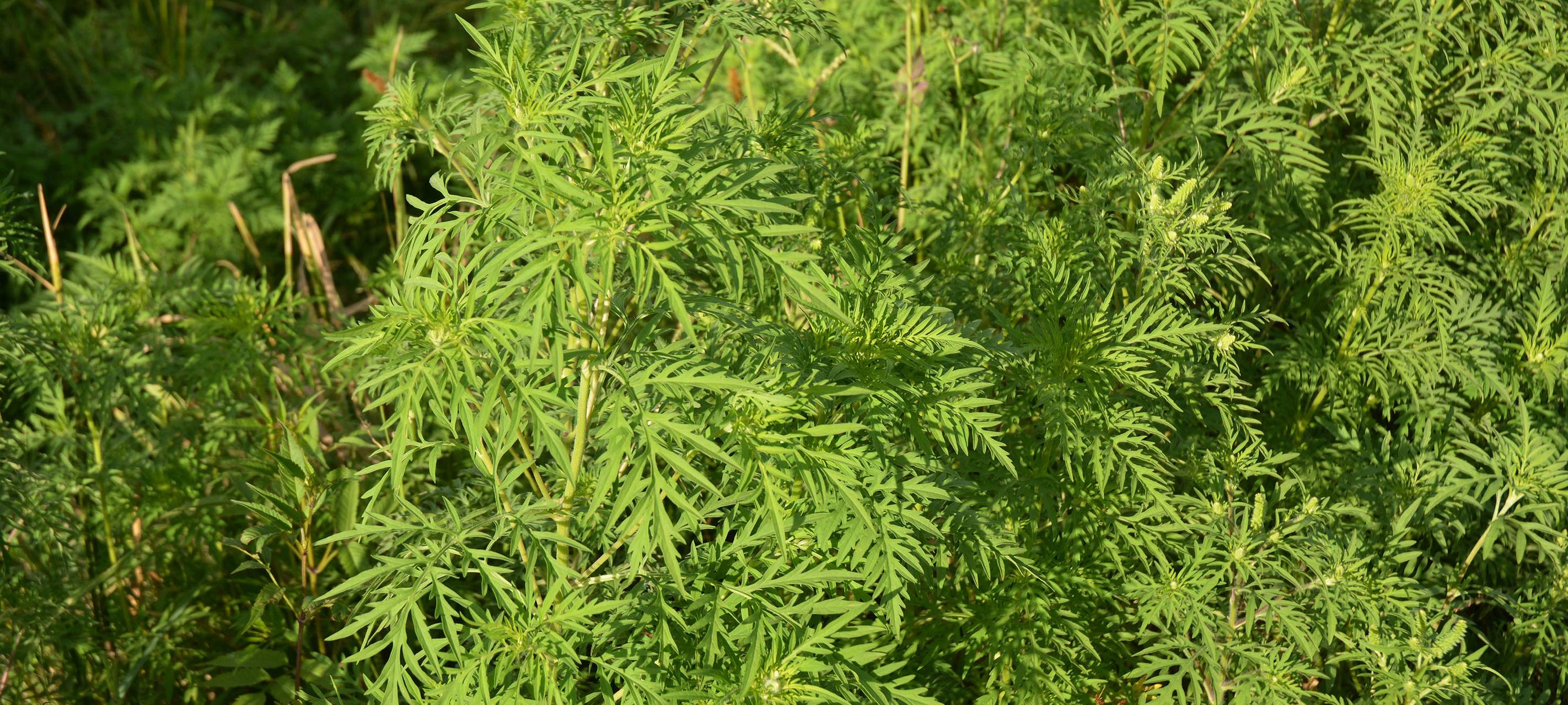 KREIS: Ambrosia breitet sich aus