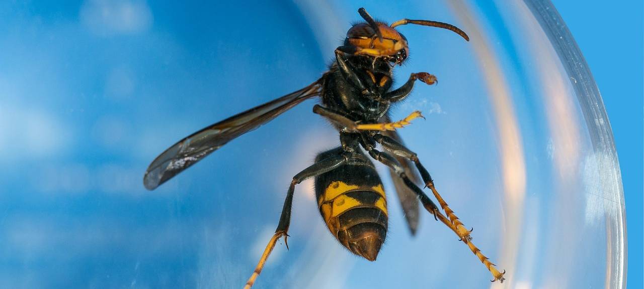 KREIS: Asiatische Hornisse breitet sich aus